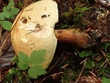 Caloboletus rubripes image