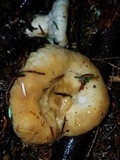 Lactarius leonis image