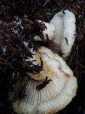 Lactarius leonis image