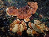 Pycnoporellus fulgens image