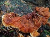 Pycnoporellus fulgens image