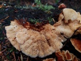 Pycnoporellus fulgens image