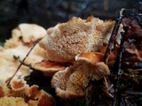 Pycnoporellus fulgens image