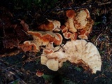 Pycnoporellus fulgens image