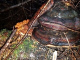 Pycnoporellus fulgens image