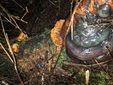 Pycnoporellus fulgens image