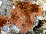 Caloplaca aurantia image