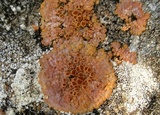 Caloplaca aurantia image