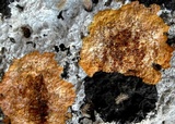 Caloplaca aurantia image