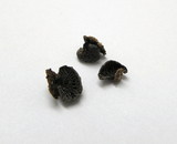 Resupinatus applicatus image