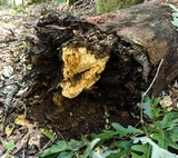 Fibroporia radiculosa image