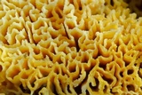 Fibroporia radiculosa image