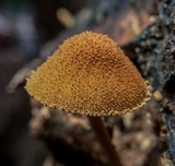 Flammulaster erinaceellus image