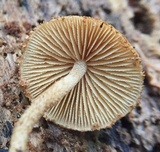 Flammulaster erinaceellus image