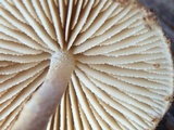 Flammulaster erinaceellus image