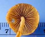 Flammulaster erinaceellus image