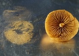 Flammulaster erinaceellus image