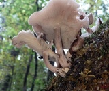 Gymnopus luxurians image