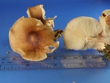 Gymnopus luxurians image