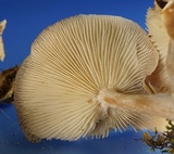 Gymnopus luxurians image