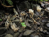 Aphelaria tuberosa image