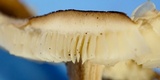 Gymnopus luxurians image