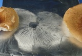 Gymnopus luxurians image