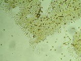 Flammulaster erinaceellus image