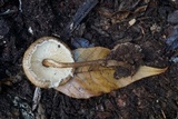 Crinipellis zonata image