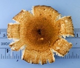 Crinipellis zonata image