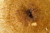 Crinipellis zonata image