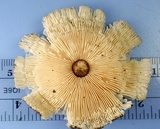 Crinipellis zonata image