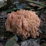 Ramaria formosa image
