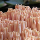 Ramaria formosa image