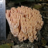 Ramaria formosa image