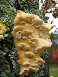 Climacocystis borealis image