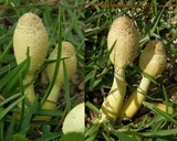 Leucocoprinus tricolor image