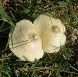 Leucocoprinus tricolor image