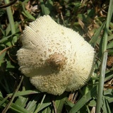 Leucocoprinus tricolor image