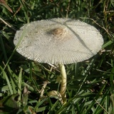 Leucocoprinus tricolor image