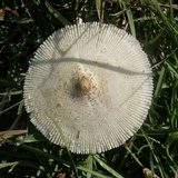 Leucocoprinus tricolor image