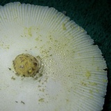 Leucocoprinus tricolor image
