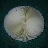 Leucocoprinus tricolor image