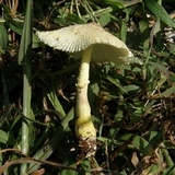 Leucocoprinus tricolor image