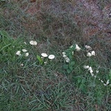 Leucocoprinus tricolor image
