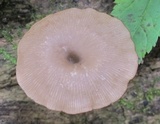 Arrhenia epichysium image