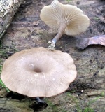 Arrhenia epichysium image