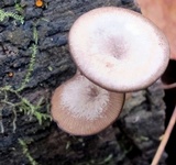 Arrhenia epichysium image