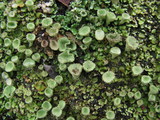 Cladonia fimbriata image