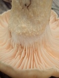 Hygrophorus gliocyclus image